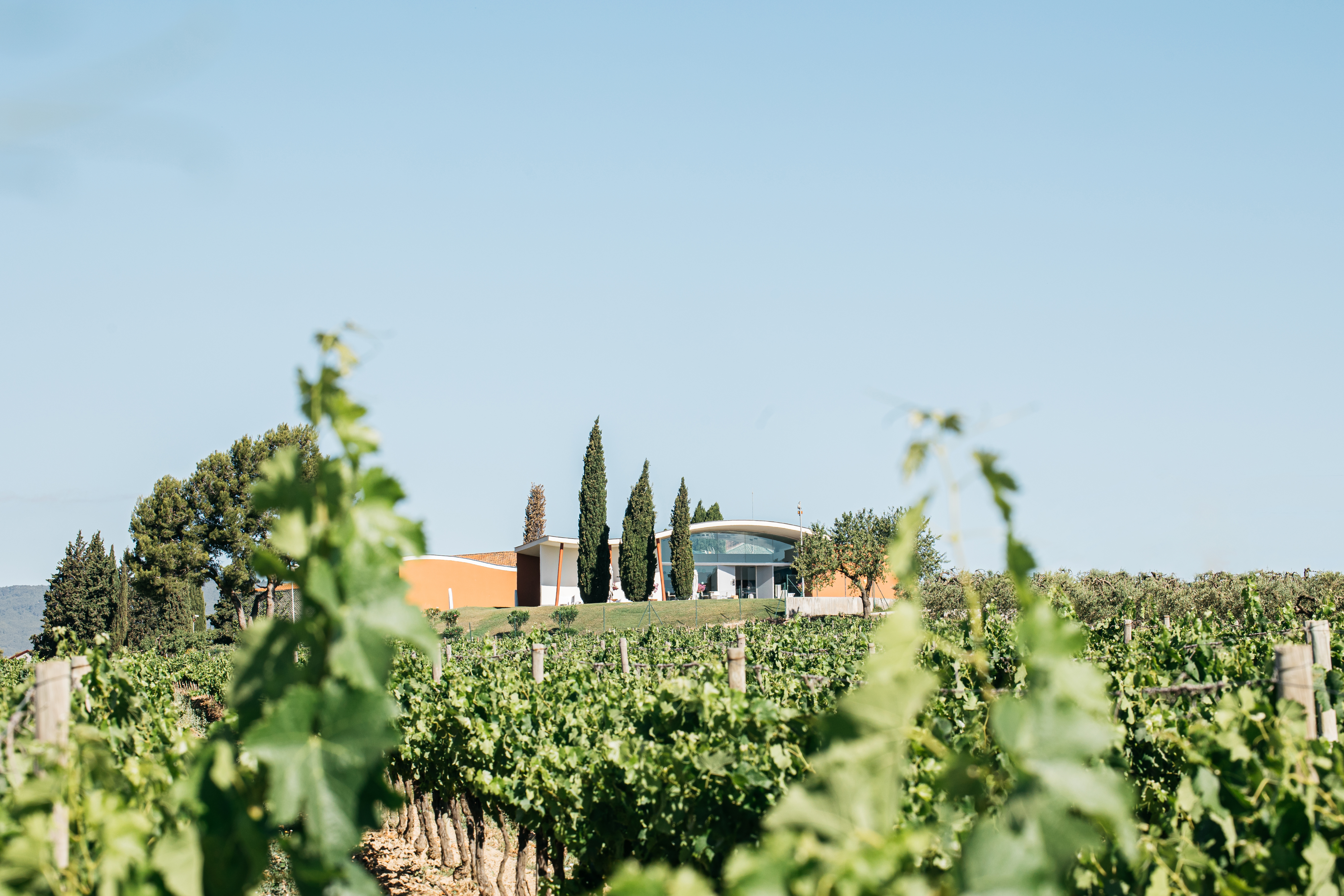 Jean Leon 3055 Chardonnay | Familia Torres